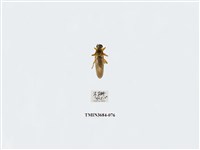 藏品(雙翅目)的圖片